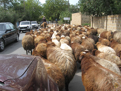 Click to see a larger image