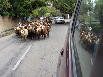 Click to see a larger image