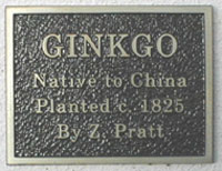 Pratt's ginkgo tree marker