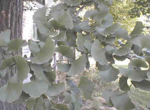 Leaves in the female ginkgo on Main Street, Prattsville