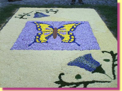 A beautiful carpet, this one not of sawdust, but of fresh flowers ... a butterfly ... click to see a large image