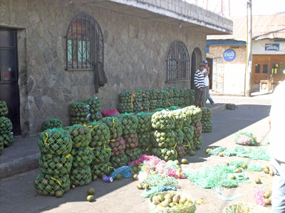 Avocadoes in Santiago ... click to see a larger image