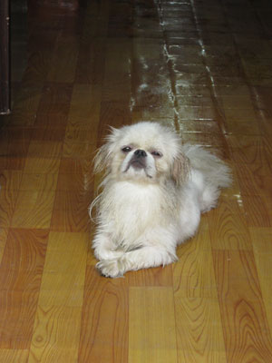 This dog looked like our Sammy in Antigua ... click to see a large image.