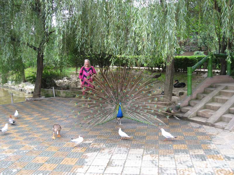 Barbara with a peacock in Wuhan ... click to see a larger image