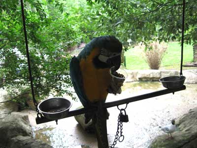 Parrot holds his cup ... click to see a large image
