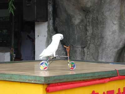 A bicycling parrot ... click to see a large image