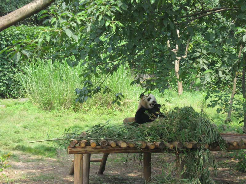 Giant panda having lunch ... click to see a large image. 