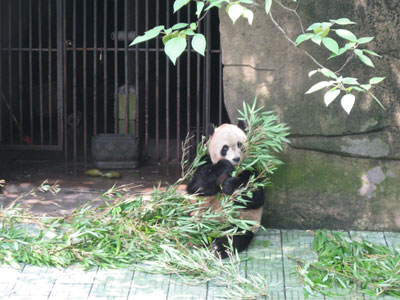 A giant panda at the Chongqing zoo ... click to see a large image