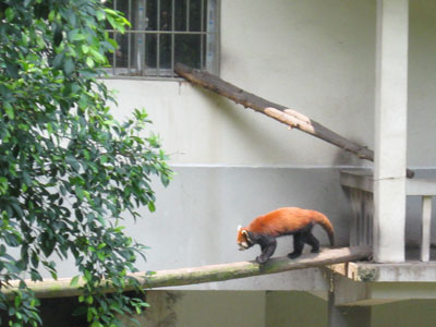 A "lesser panda" at the zoo ... click to see a large image