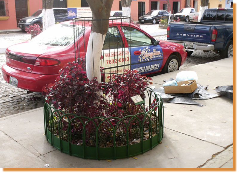 The first garden of 183 newly painted ... al primer de los 183 jardines ya pintado